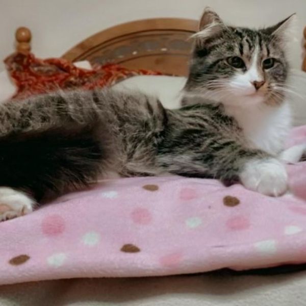 Rainey Fka Miranda Ann