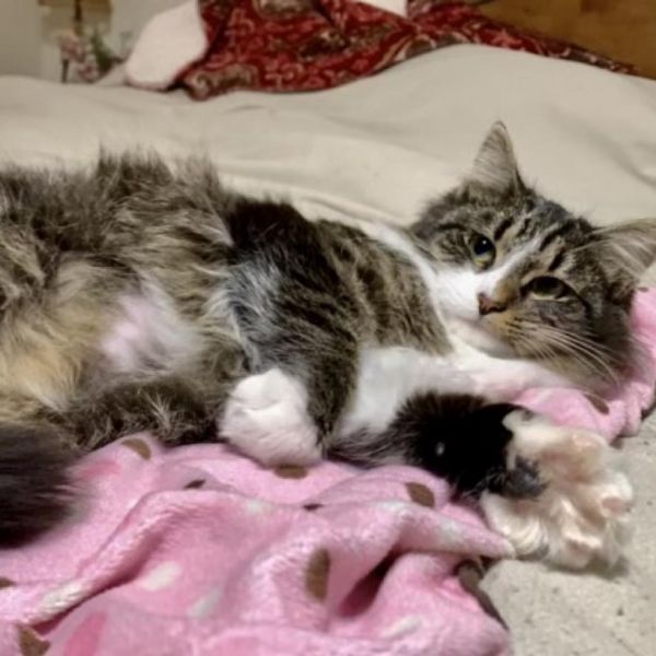 Rainey Fka Miranda Ann thumbnail 3