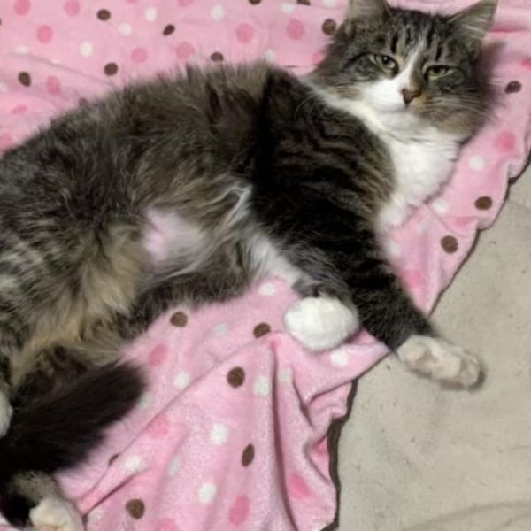 Rainey Fka Miranda Ann thumbnail 4