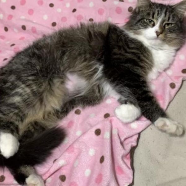 Rainey Fka Miranda Ann thumbnail 5