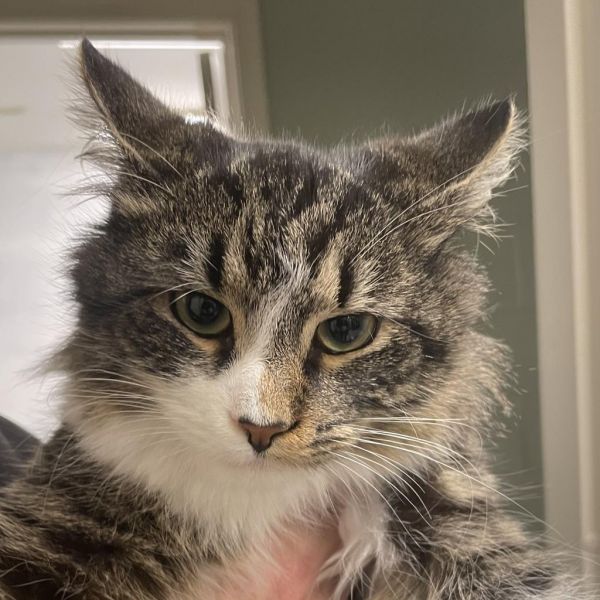 Rainey Fka Miranda Ann thumbnail 6