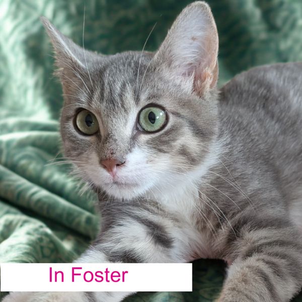 Monterey Jack thumbnail 2