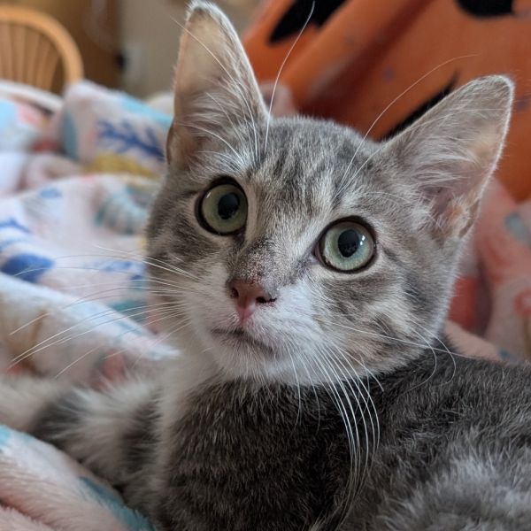 Monterey Jack thumbnail 3