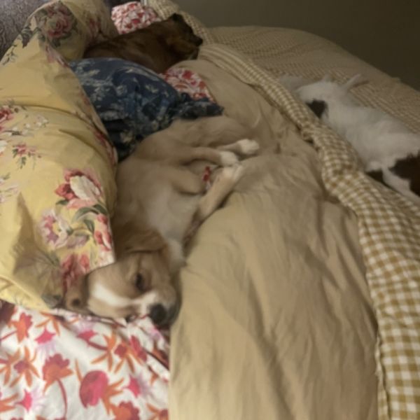 Maldives thumbnail 3