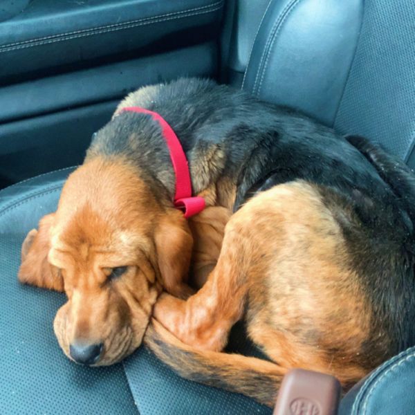 Merryweather thumbnail 2