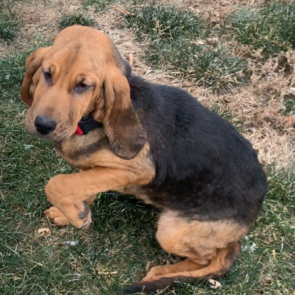 Merryweather thumbnail 3