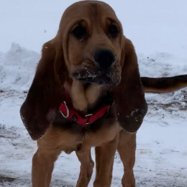 Merryweather thumbnail 4