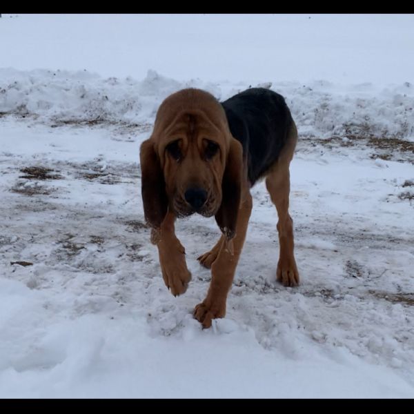 Merryweather thumbnail 6