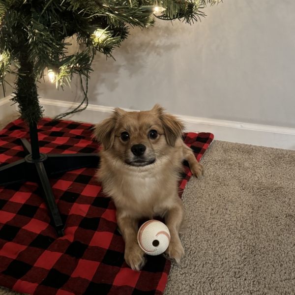 Mauritius thumbnail 2