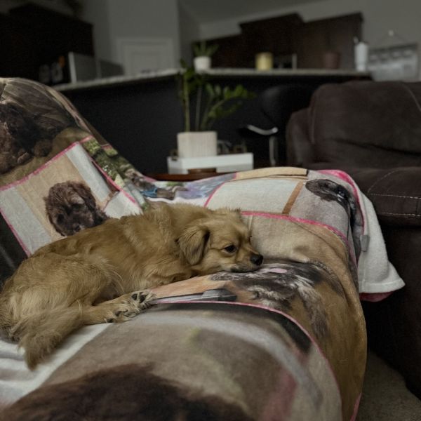 Mauritius thumbnail 3