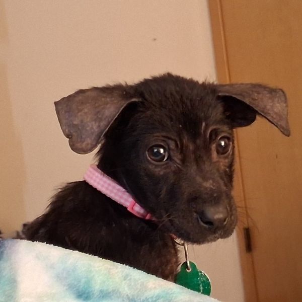 Black Beans thumbnail 2