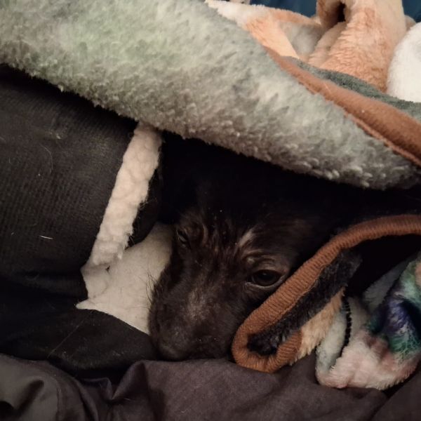 Black Beans thumbnail 3