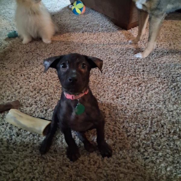 Black Beans thumbnail 4