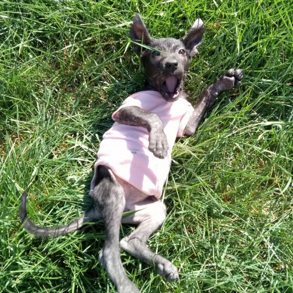 Black Beans thumbnail 6