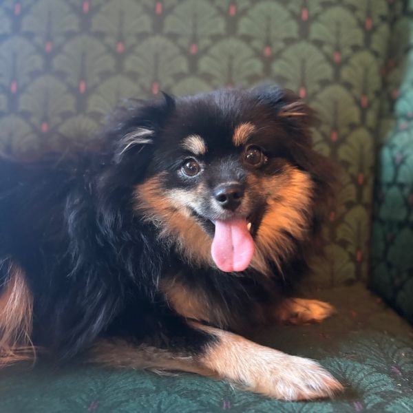 Nightingale thumbnail 2