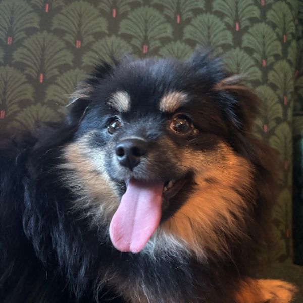 Nightingale thumbnail 3