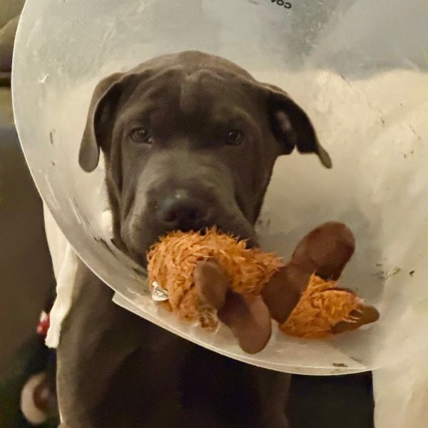 Broccoli thumbnail 2