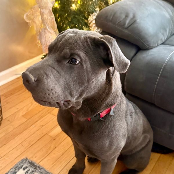 Broccoli thumbnail 3