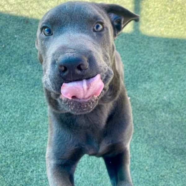 Broccoli thumbnail 4