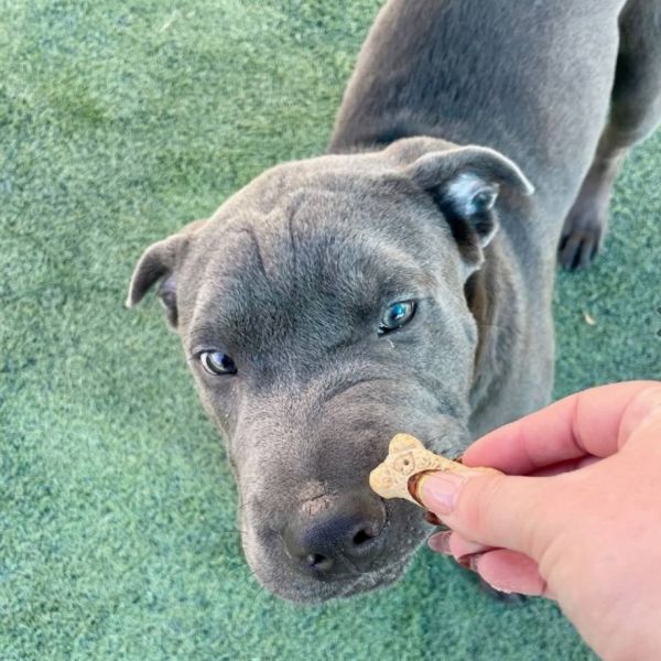 Broccoli thumbnail 5