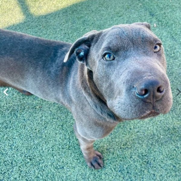 Broccoli thumbnail 6