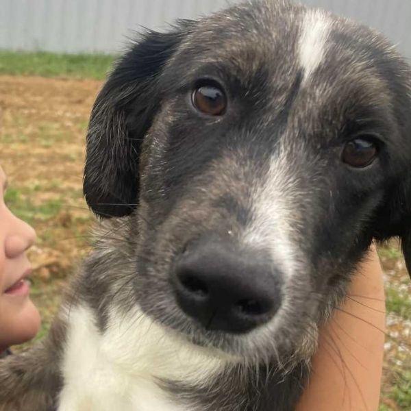 Buttercup thumbnail 5