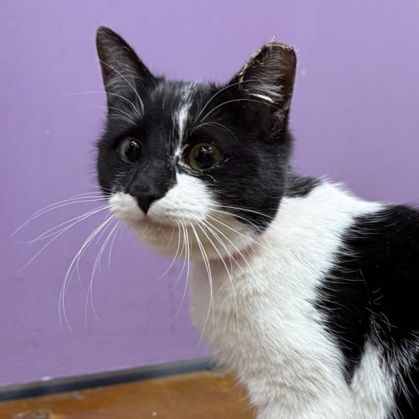 Stray Hold Susie thumbnail 2