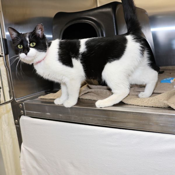 Stray Hold Susie thumbnail 3