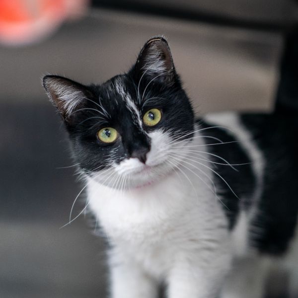 Stray Hold Susie thumbnail 4