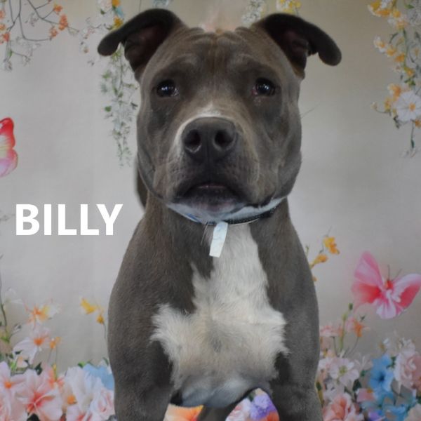 Billy thumbnail 2