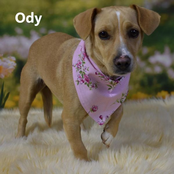 Ody