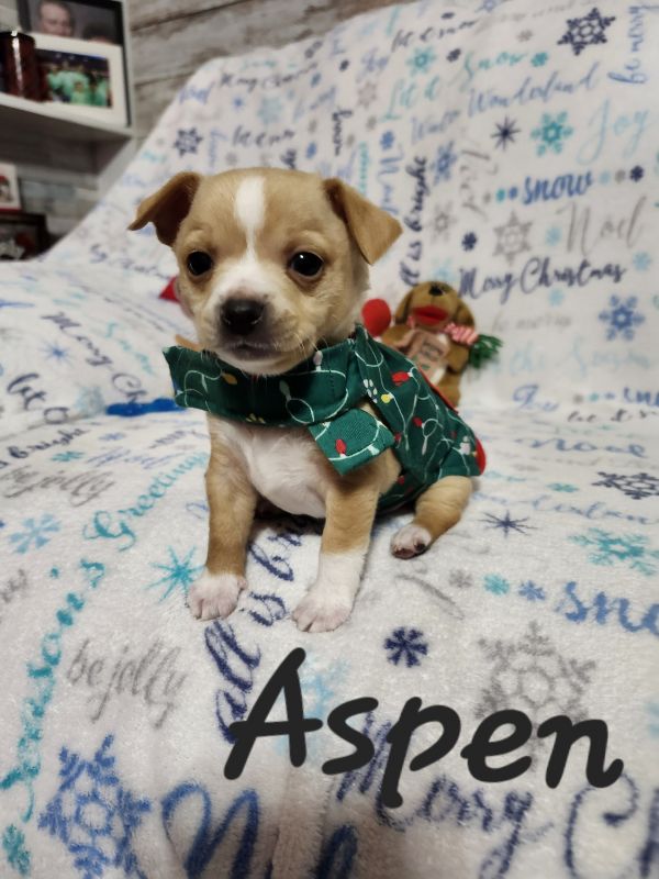 Aspen