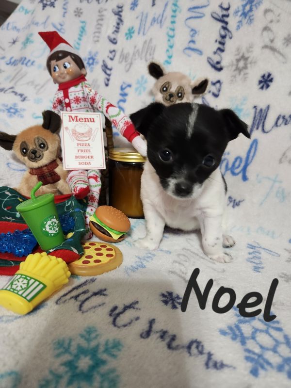 Noel thumbnail 2