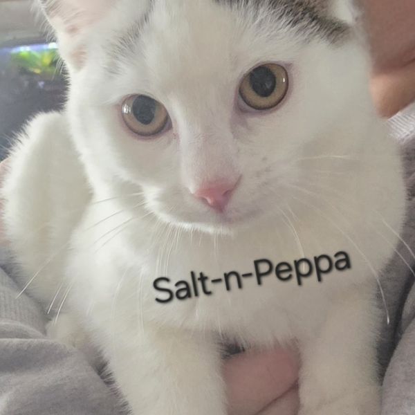 Saltnpeppa