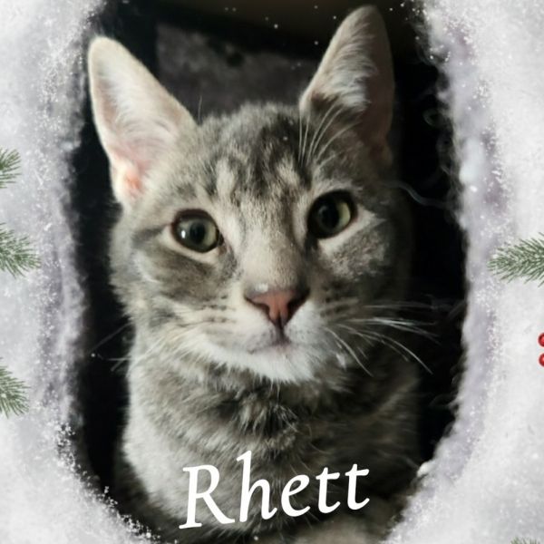 Rhett thumbnail 5