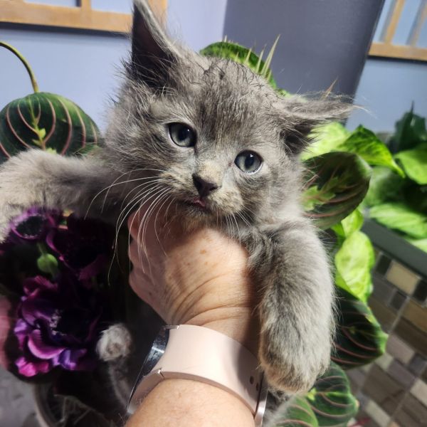 Grady Gray thumbnail 2