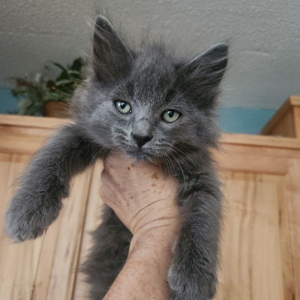 Grady Gray thumbnail 3