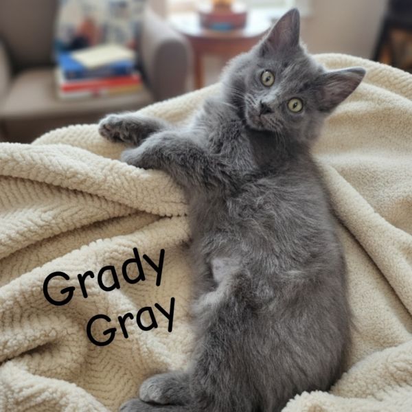 Grady Gray thumbnail 4