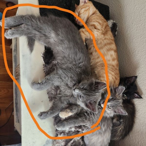 Grady Gray thumbnail 5