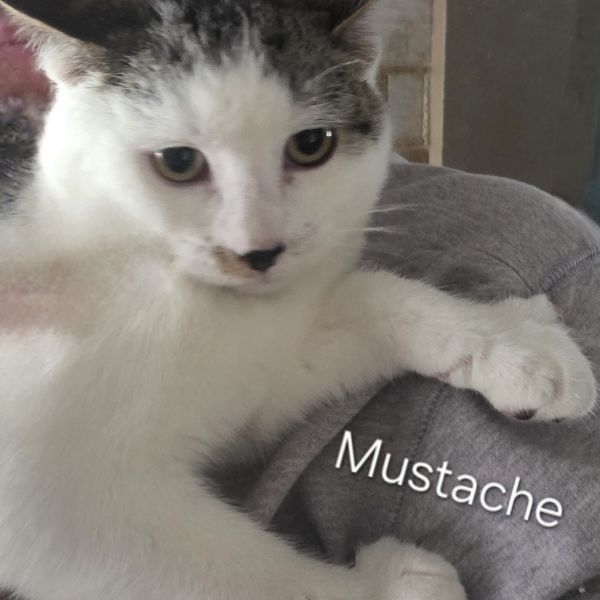 Mustache
