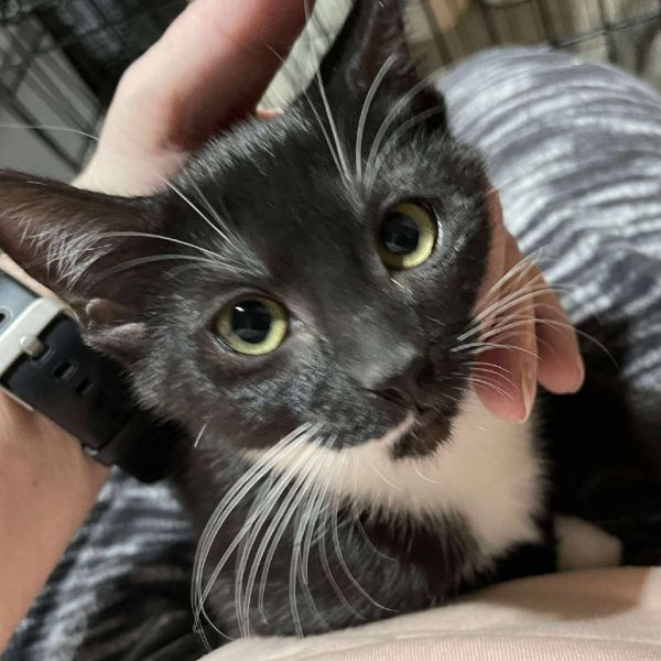 Wednesday Addams Shaw