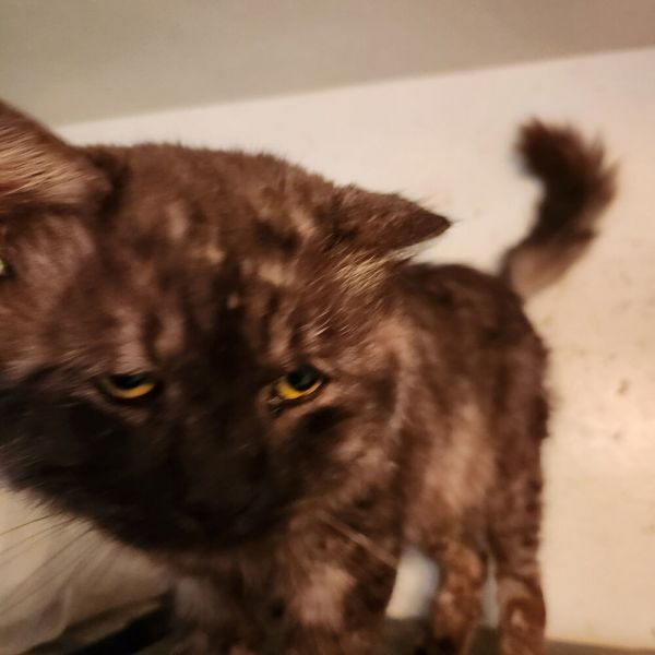 Major Frederico thumbnail 2