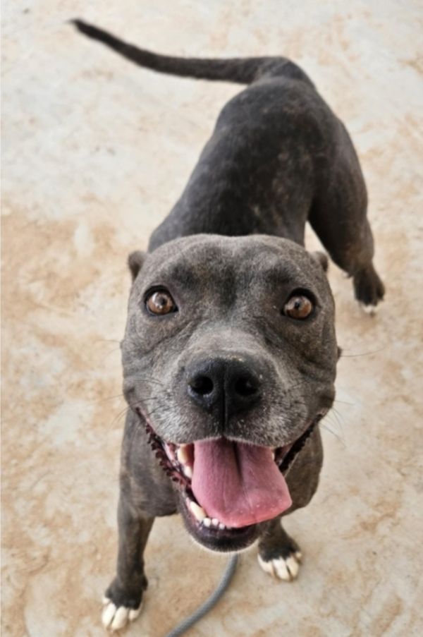 Miss Piggy thumbnail 3