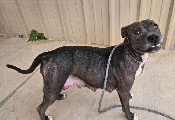 Miss Piggy thumbnail 4