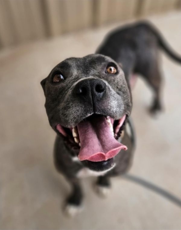 Miss Piggy thumbnail 5