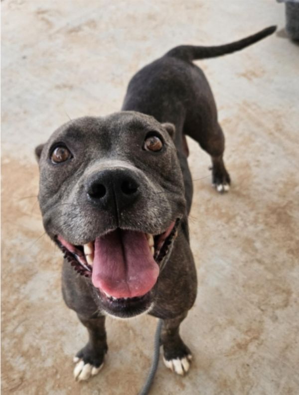 Miss Piggy thumbnail 6