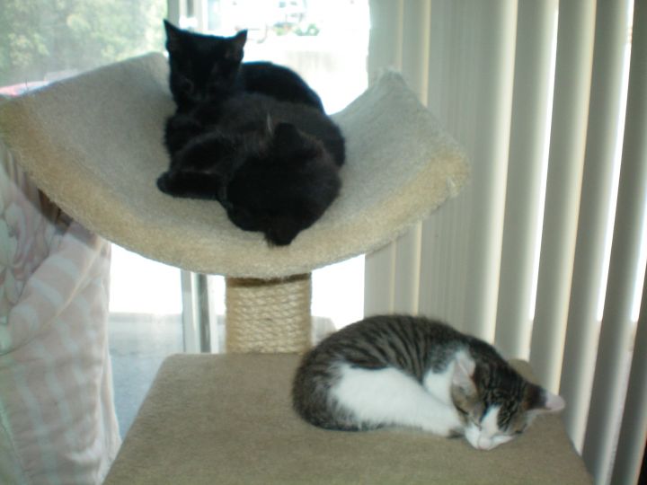Variety of kittens (seasonal)!, an adoptable Domestic Long Hair & Domestic Short Hair Mix in House Springs, MO_image-4