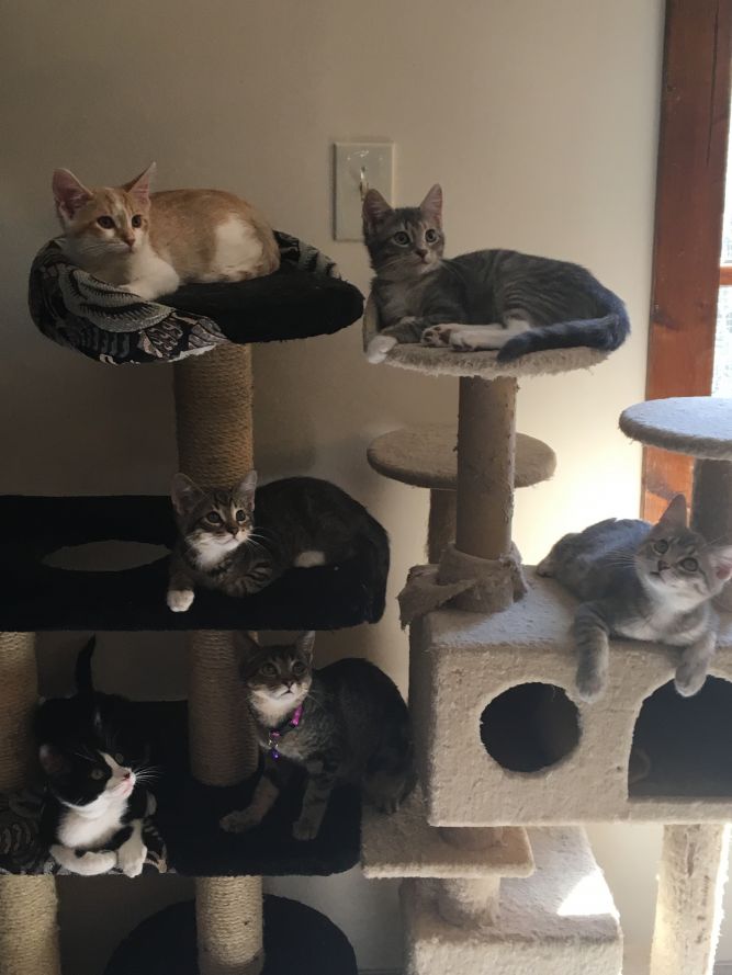 Variety of kittens (seasonal)!