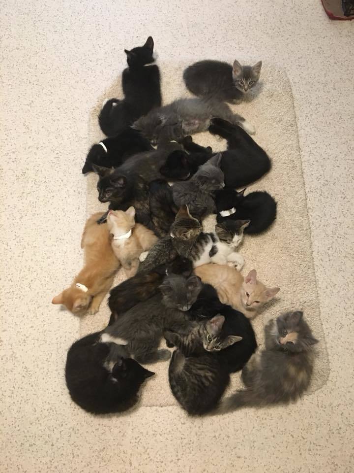 Free long haired store kittens near me