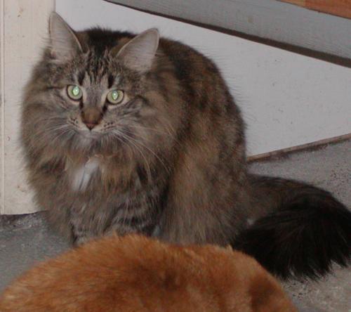 Fluffer-Sponosor M, an adoptable Maine Coon, Domestic Long Hair in Allentown, PA, 18103 | Photo Image 1